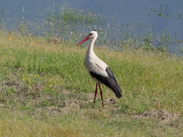 Ooievaar (Ciconia ciconia)